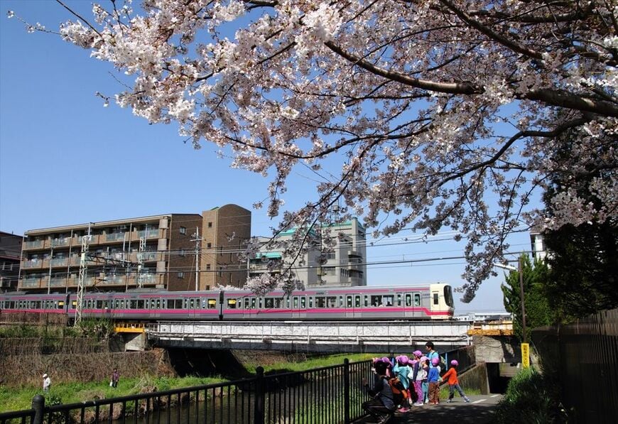 柴崎付近、野川沿いの桜と8000系（撮影：南正時）
