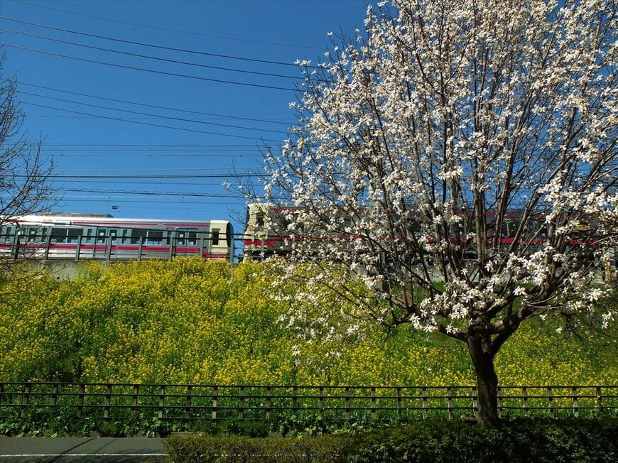 春の分倍河原付近を行く8000系（撮影：南正時）