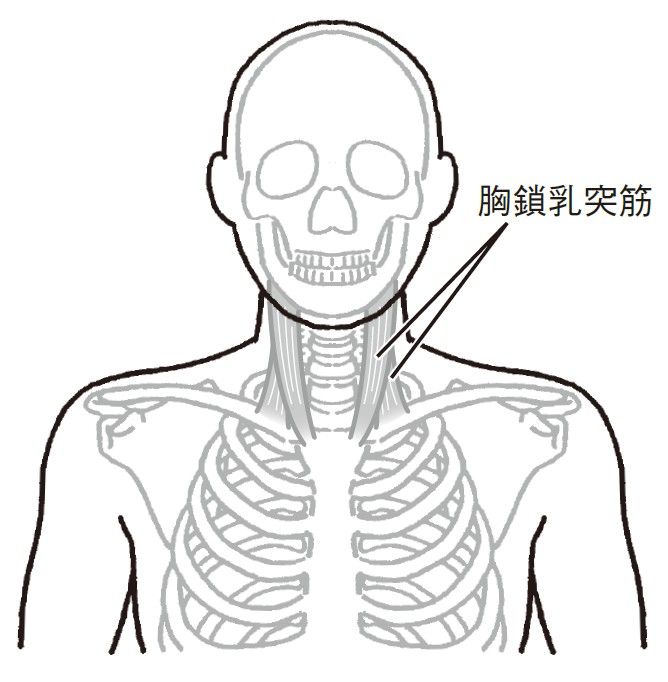 （出所：『筋肉のつながりを知れば「肩こり」と「腰痛」は自分で解消できる』より）