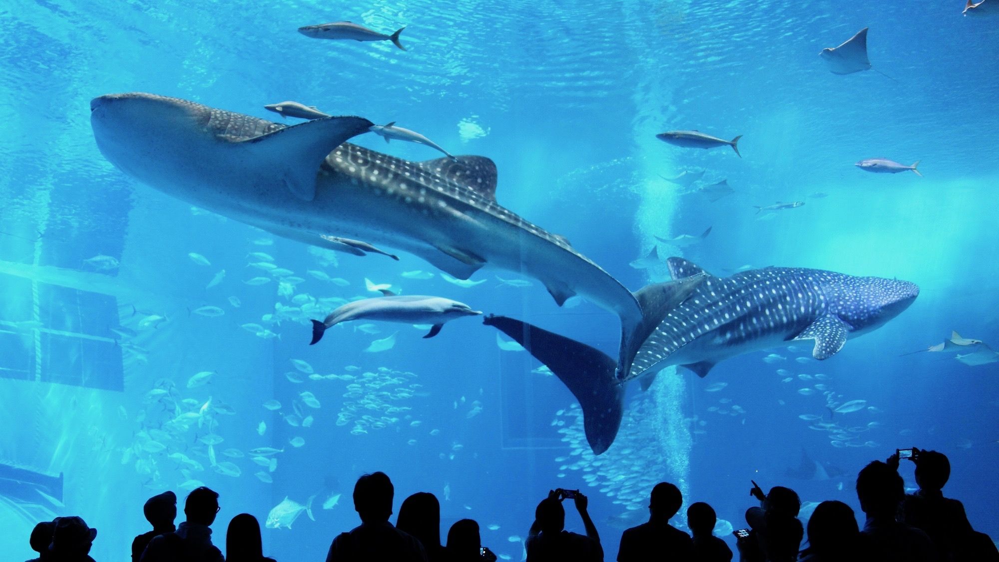 サメなのに好物はプランクトン 海の生き物の謎 Domani 東洋経済オンライン 社会をよくする経済ニュース