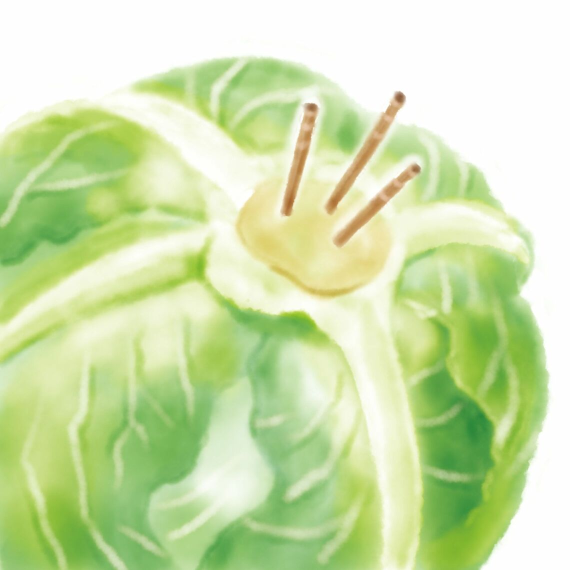キャベツは芯の奥側の成長点を爪楊枝で壊す