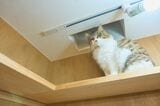 天井の穴から、猫店員は1階と2階を自由に行き来できる（写真撮影：小原聡太）