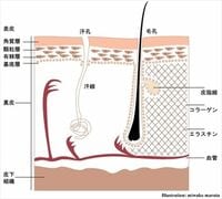 第２回　皮膚の構造を知る