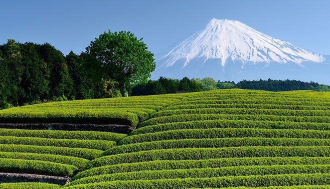 静岡が｢お国自慢｣を実は自慢しきれない理由