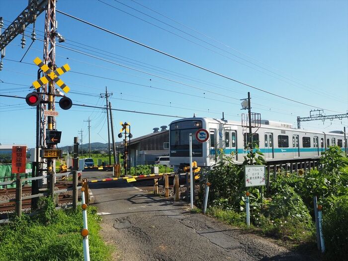 ヒマワリが咲く伊勢原10号踏切