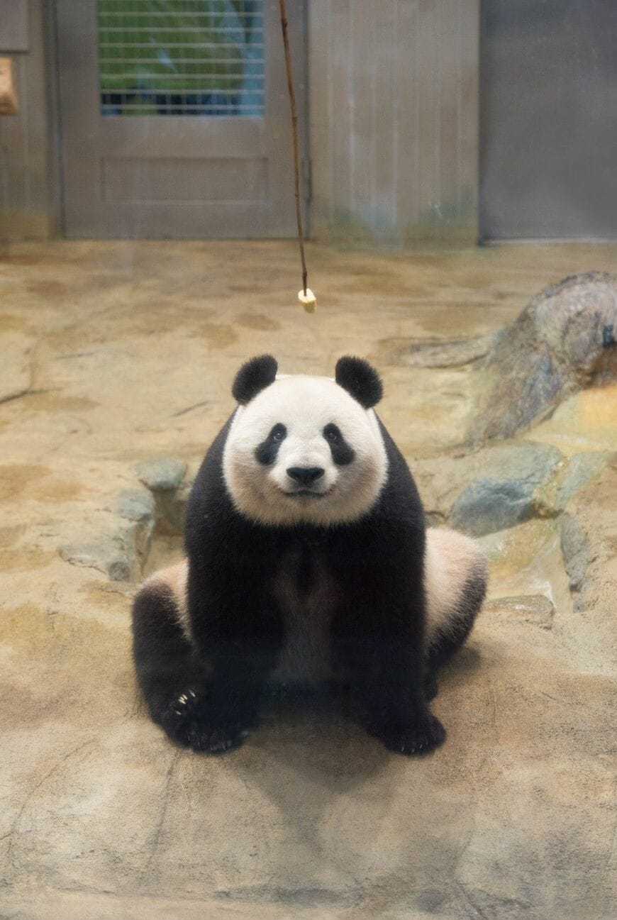 シンシン。2015年6月27日撮影。（写真：高氏さん提供）