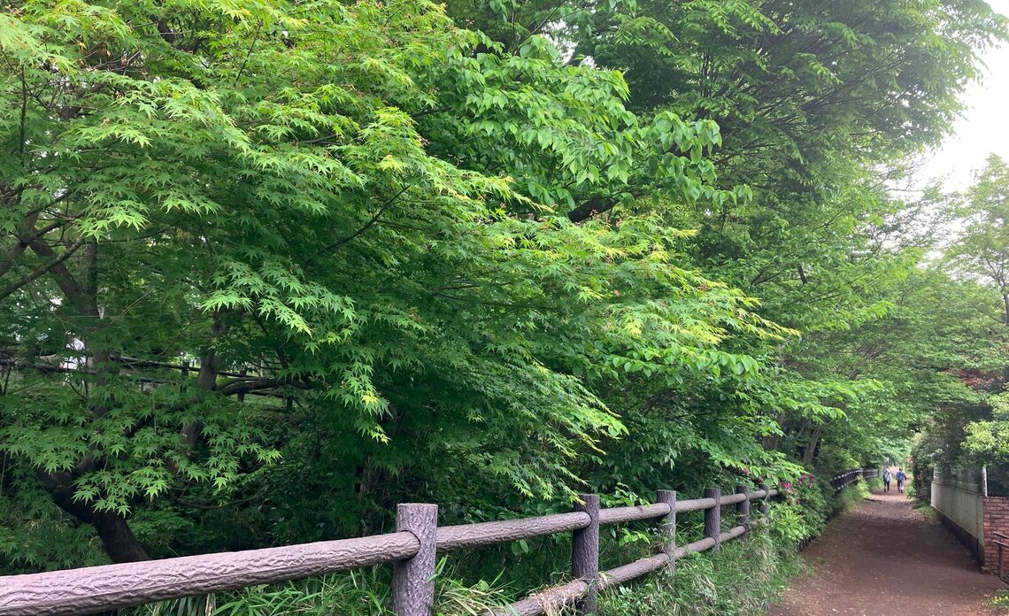 玉川上水沿いの道をサイクリング（筆者撮影）