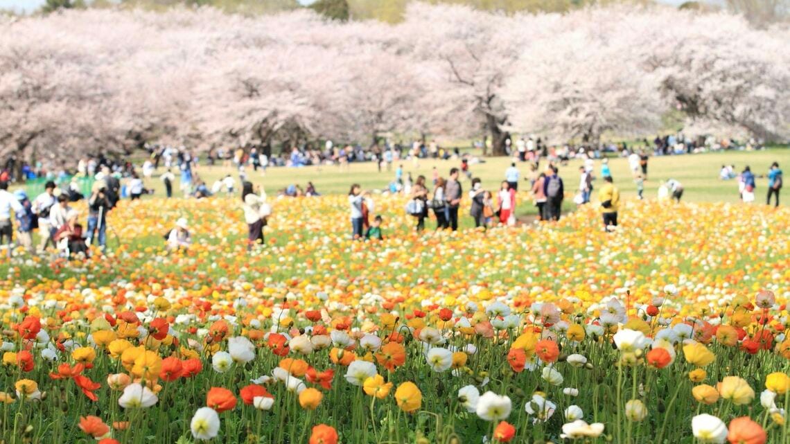 昭和記念公園の花畑のアイスランドポピーと満開の桜