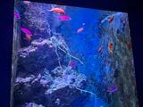 色鮮やかな美しい魚にうっとりする（編集部撮影）