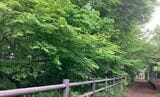 玉川上水沿いの道をサイクリング（筆者撮影）