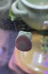 （写真提供：ぴよさん）