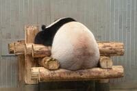 14年通うマニアが撮った"桃尻"《パンダ不在に》