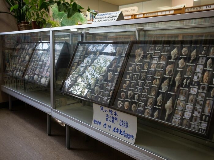 1600種の貝殻集めに半生捧げた男｣の驚き人生 情熱かけたコレクションは