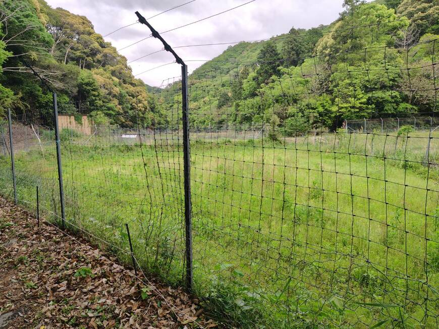耕作放棄地。1～2年放置するだけでこんな感じになるらしい（写真：筆者撮影）