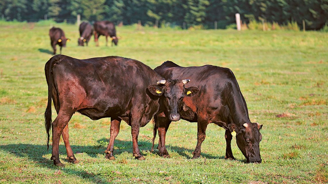 牧場で草を食む牛