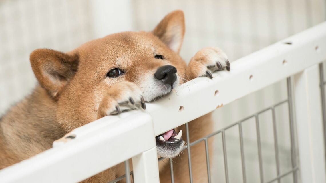 年間5000件ほどある、犬の咬傷事故についてペットジャーナリストの筆者が解説します（写真：YAMATO／PIXTA）