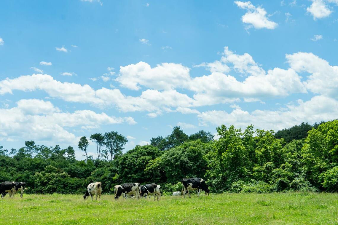 岩泉町内で飼育されている乳牛