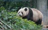 中国ジャイアントパンダ保護研究センター雅安碧峰峡基地で公開されたシャンシャン（写真：同センターのweiboより引用）