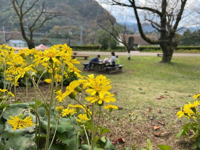 花に飛んでくるアブ。背景もきれいにボケている