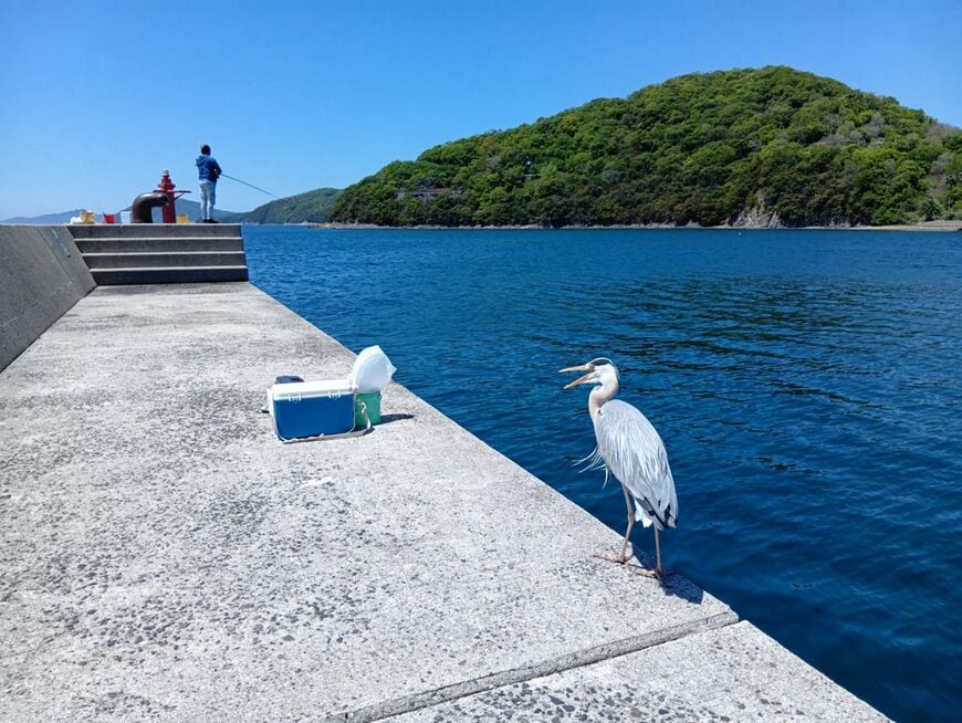 小豆島の港では地元民が釣りを楽しんでいた（写真：筆者撮影）
