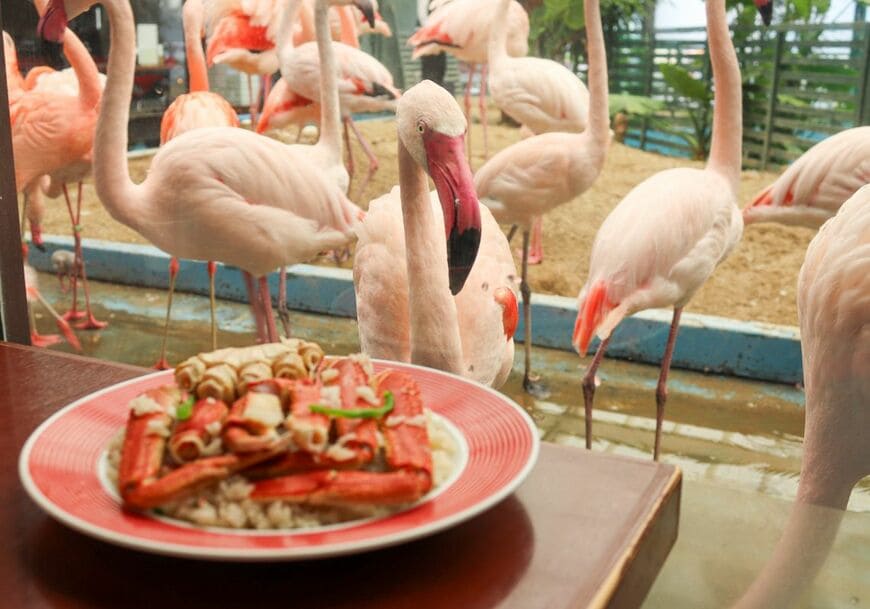 ガラス越しにフラミンゴを見ながら食べる「メヒコ」の「伝統のカニピラフ」のお味は？（写真：筆者撮影）
