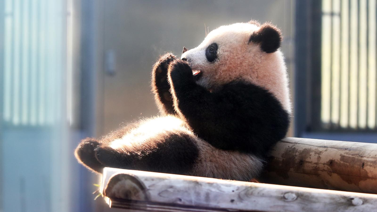 上野動物園 知られざる動物たちの お値段 公共 福祉サービス 東洋経済オンライン 経済ニュースの新基準