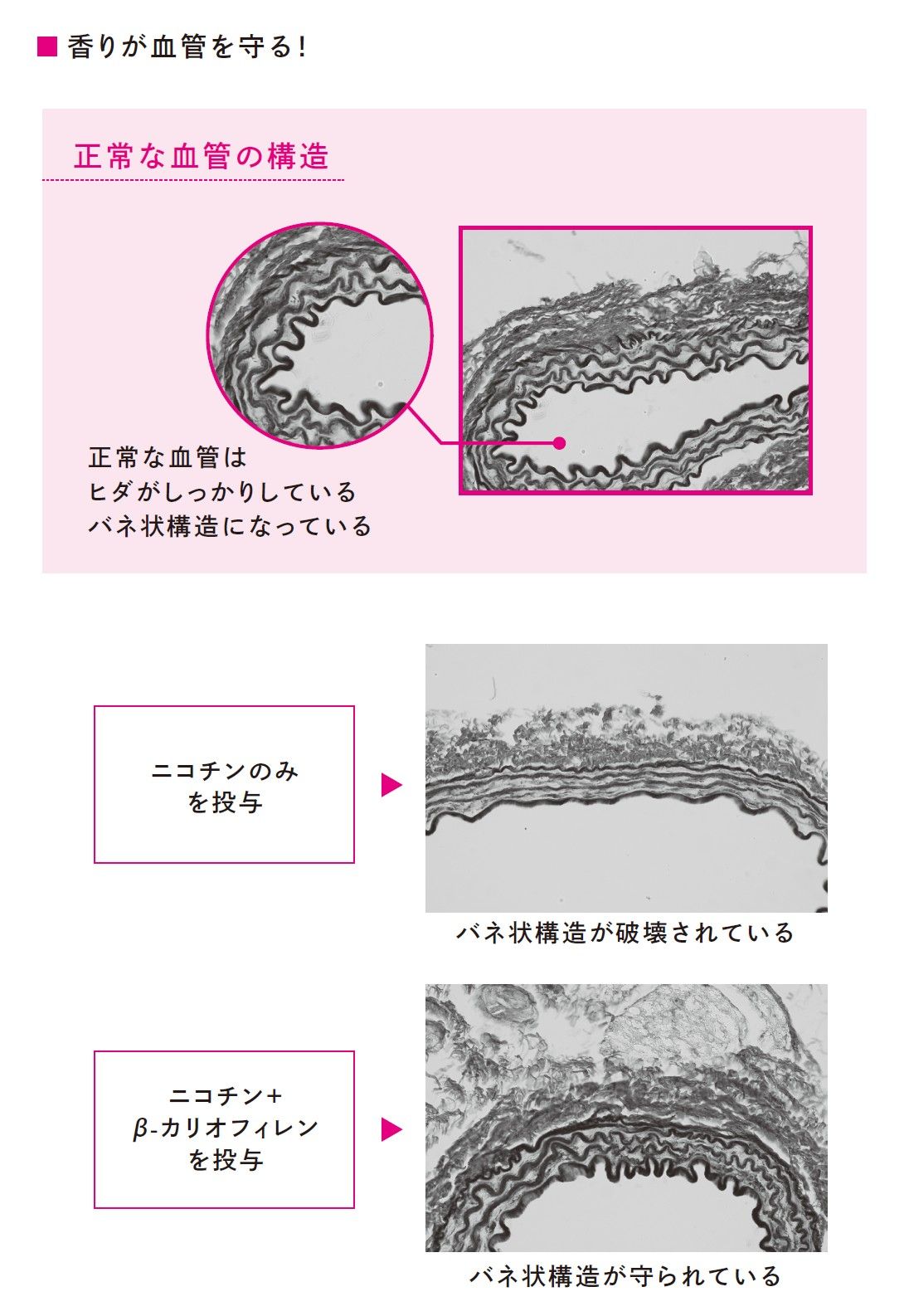 （出所：『香りをかぐという最強の健康法』より）
