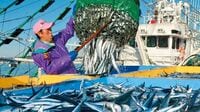 漁獲枠削減のからくり 激化するサンマ争奪戦