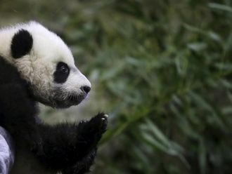 米スミソニアン動物園のパンダが緊急手術