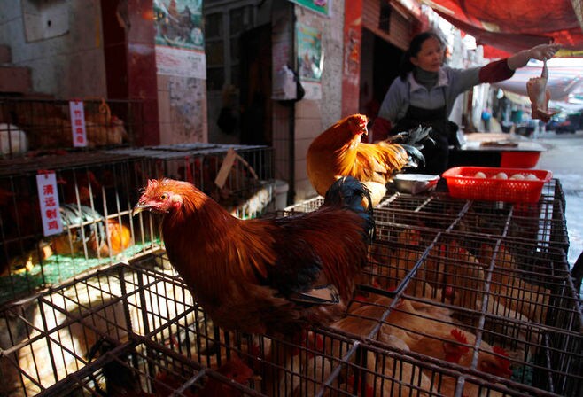 中国食品大手､品質改良で｢肉厚の鶏｣に活路