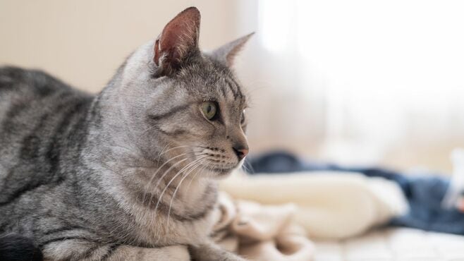 ｢なぜ僕は死んだ？｣不審死した動物の"声なき声"