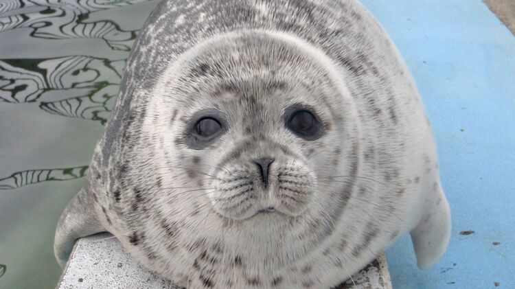 画像 | 仲間を解剖した人間へ抗議？アザラシの凄い行動 アザラシが