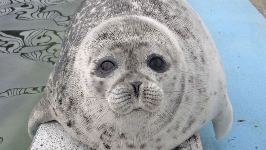 他のアザラシに対してとても友好的だったたくみくんが亡くなった翌日、不思議なことが起きました。写真はたくみくん（筆者撮影）