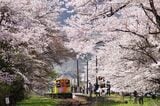 花のトンネルのローカル線　樽見鉄道谷汲口駅　2017年4月（撮影：南正時）