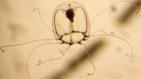 ｢ベニクラゲ｣が死なないのは若返り続けるから 不老不死のクラゲの研究は人間に適用できるか