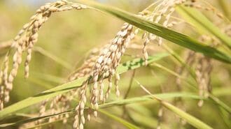 松平定信が成果上げた"米蓄える"超現実的な方法