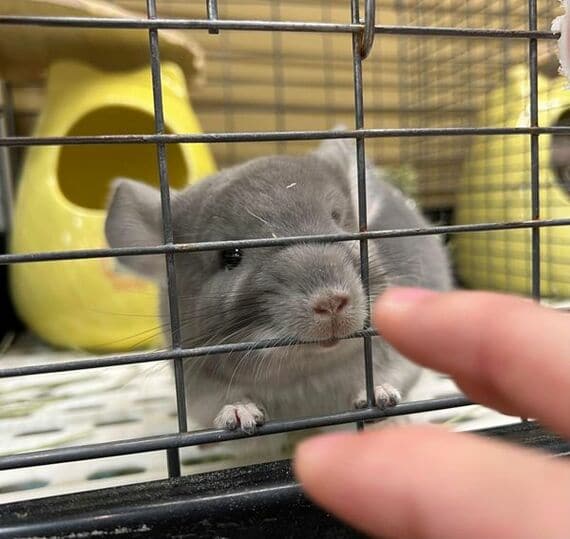 チンチラ
