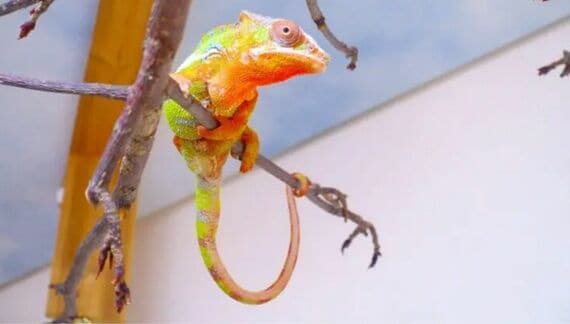 「部屋んぽ」するカメレオンのかーくん