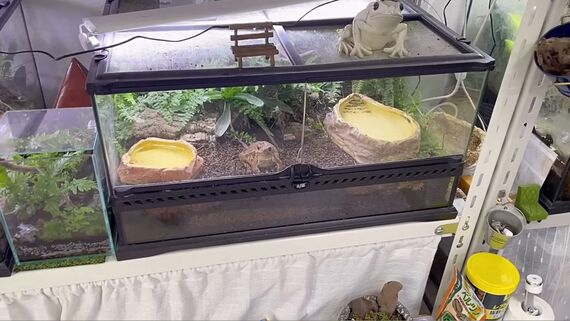 地上棲のカエルの水槽