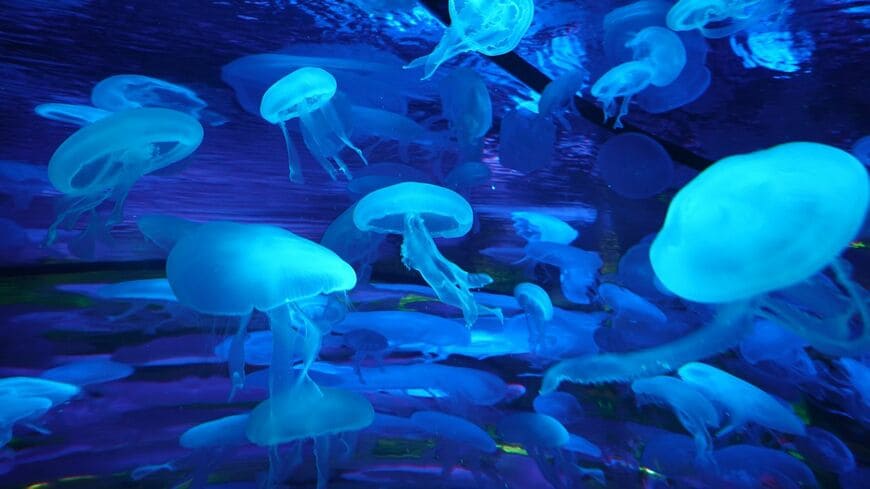 存続の危機にあった水族館を救い、ギネス掲載にまでつながった「クラゲ戦略」（写真：Toshi／PIXTA）