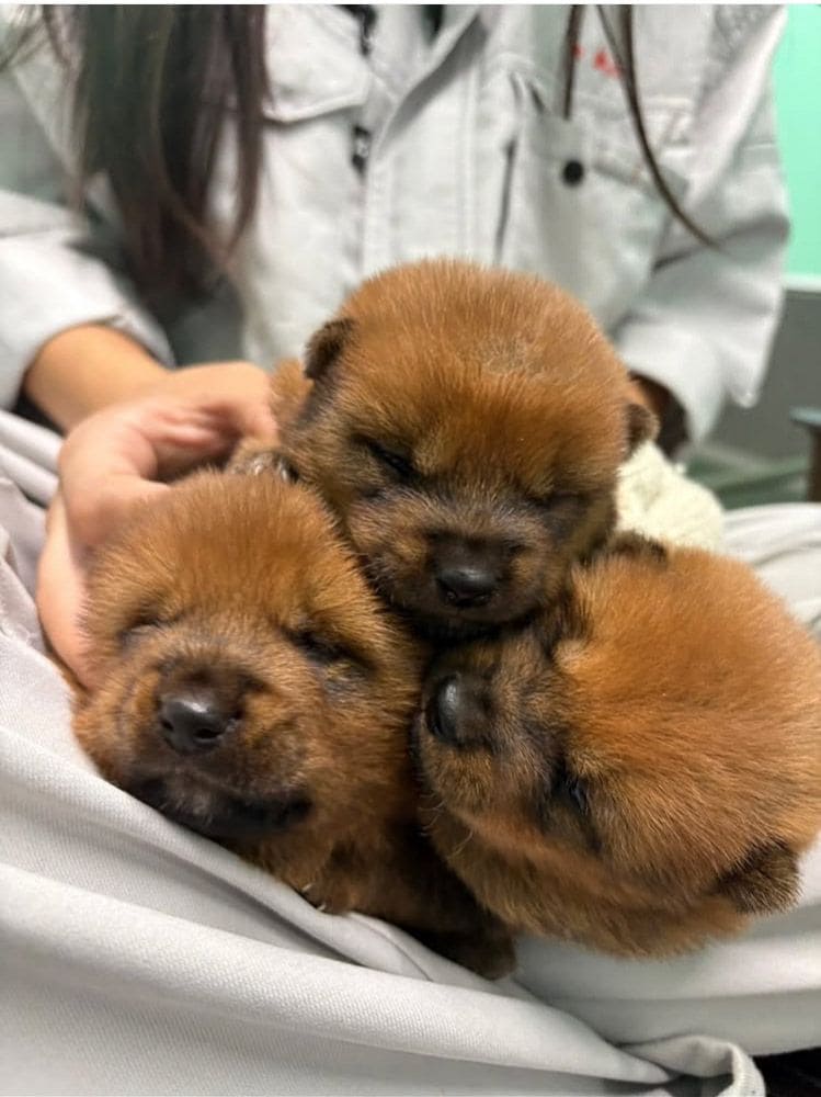 子犬たち