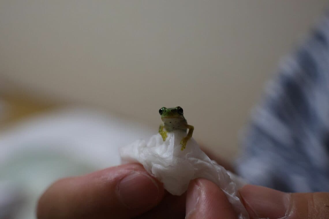 京津畑交流館に宿泊したら、寝床にアマガエルがやってきた（撮影：河野博子）