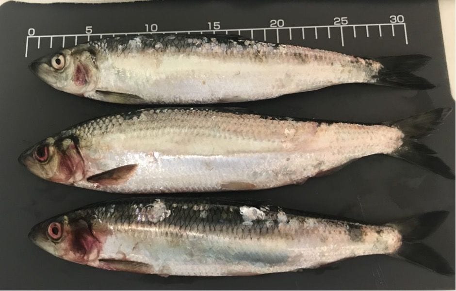北海道のニシン（写真：筆者提供）