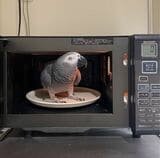 家に知り合いが遊びに来ると、キクノスケくんは「ア、インコデス」と自己紹介するという（写真提供：カマタさん）