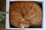 猫は箱が大好き。四方を囲まれたスペースにそっくり体をあずければ、使う筋肉は少しで済むから。こんなに体を折り曲げて痛くないの？ と心配になるが、とろけているから大丈夫なのだろう（写真：新美敬子）