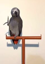 足で頭をつついて「アタマ、タッチ」と叫ぶキクノスケくん（写真提供：カマタさん）