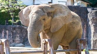 死んだアフリカ象の腸に潜った獣医が｢見たもの｣