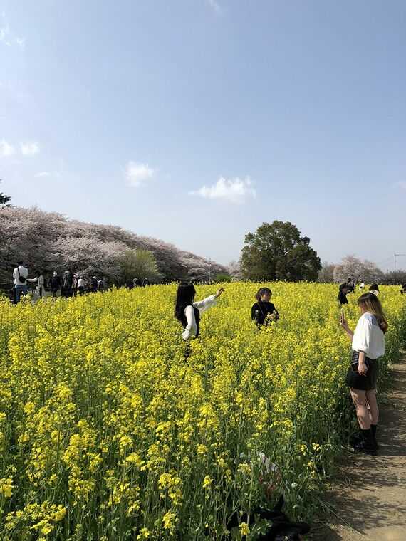 権現堂桜堤