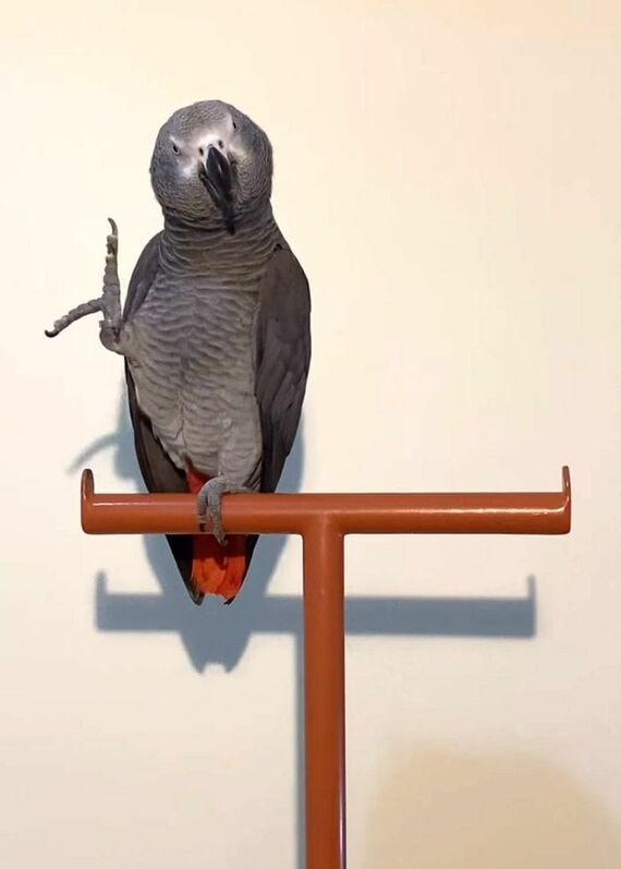 キクノスケくん