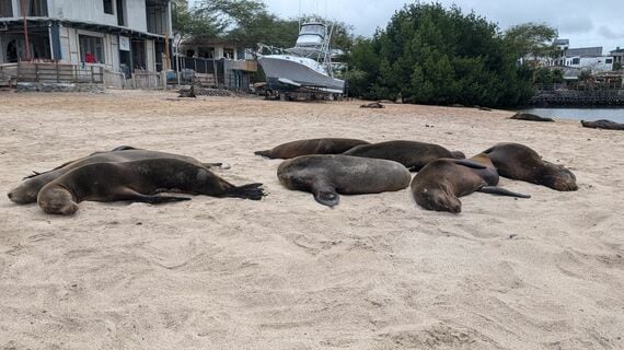 サンクリストバル島はアシカ天国